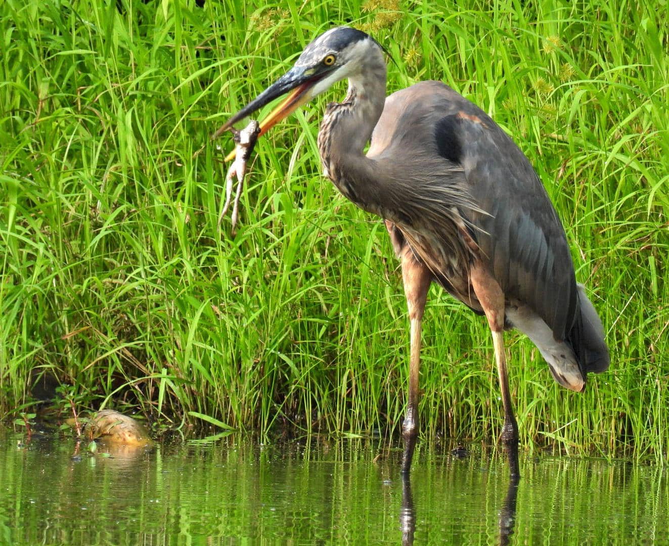 Abundant Birdlife
