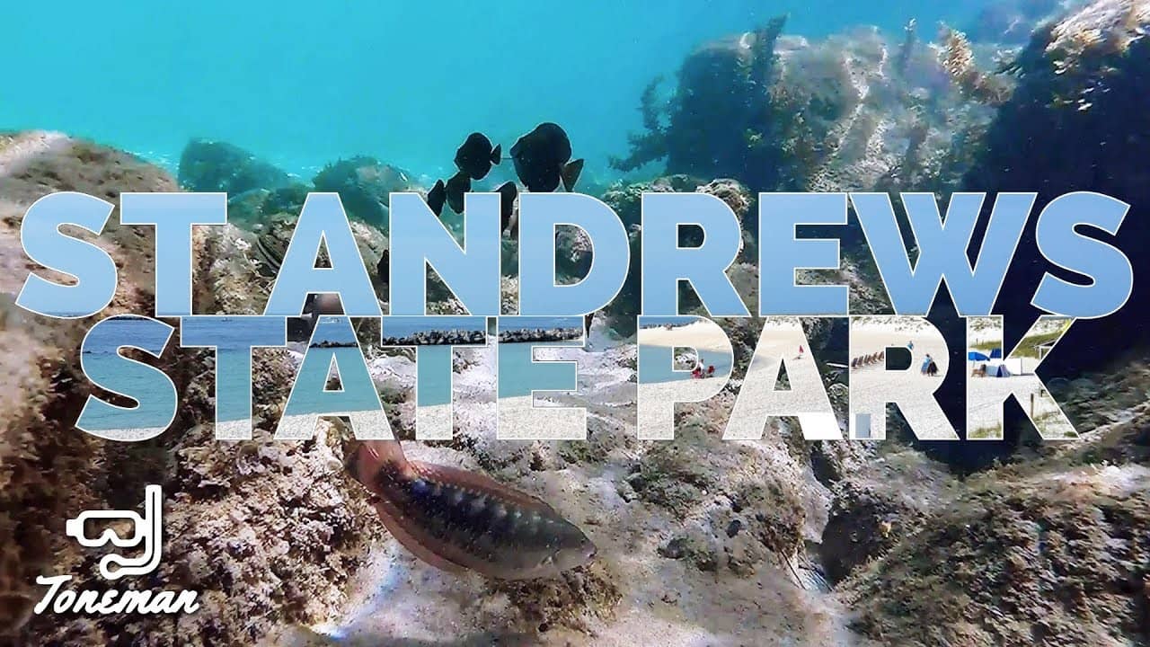 Jetties & Marine Life
