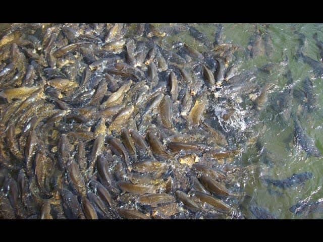 Feeding the Fish