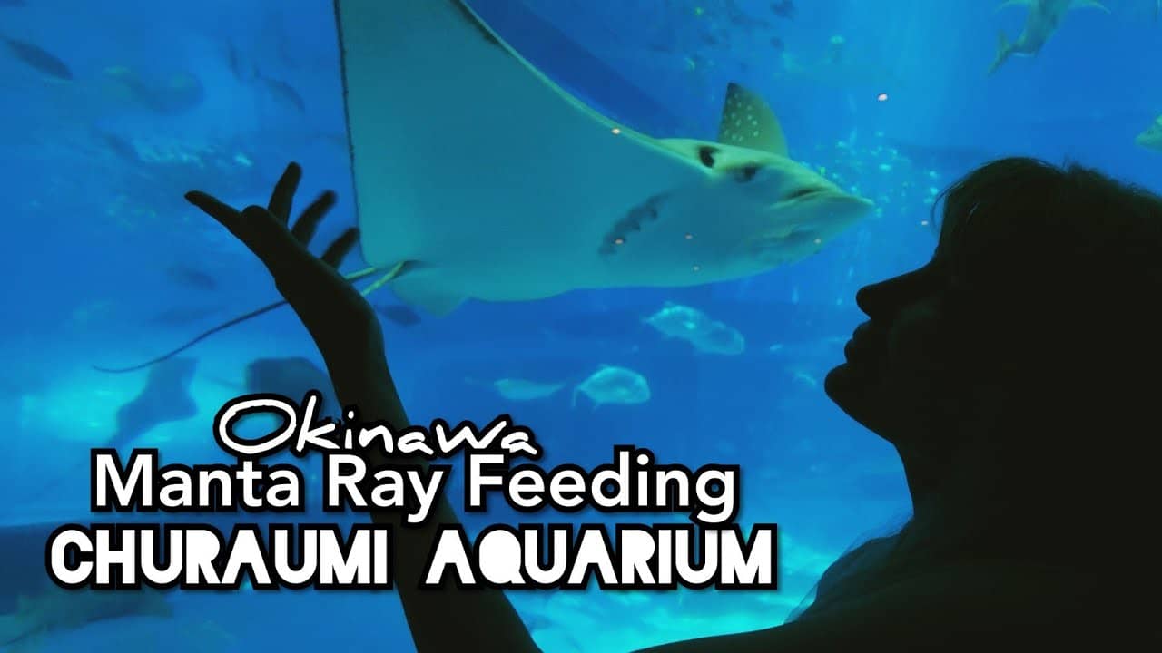 Manta Ray Feeding