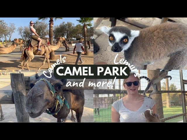 Lemur Encounters