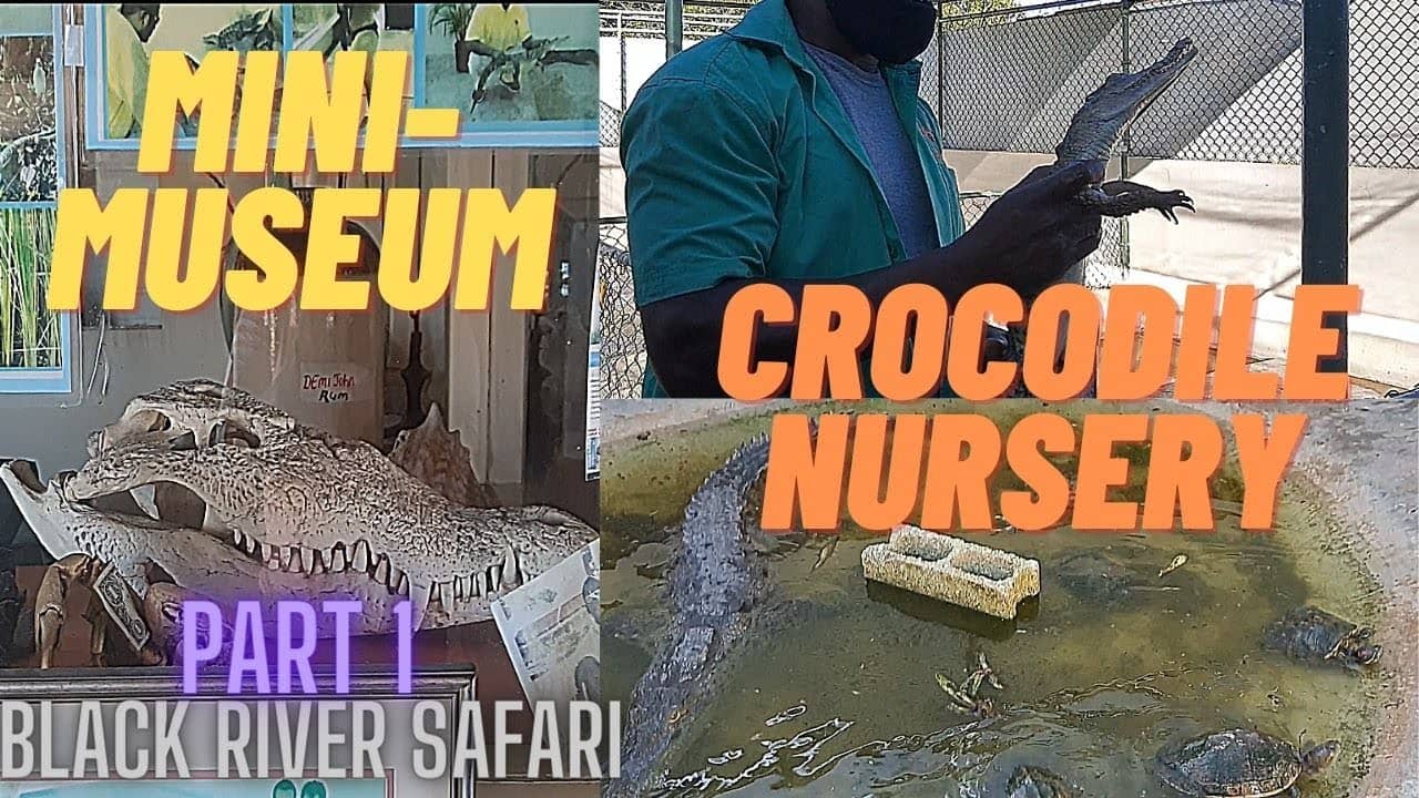 Crocodile Nursery Visit