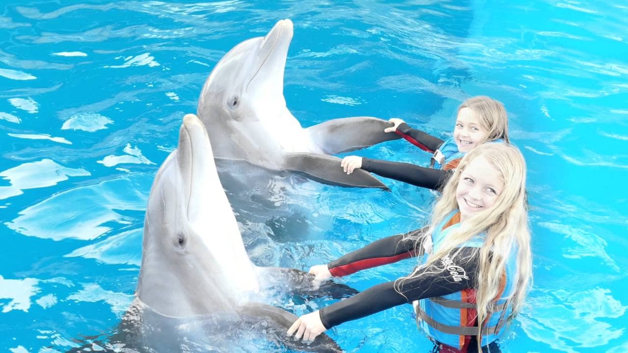 Dolphin Swim Adventure