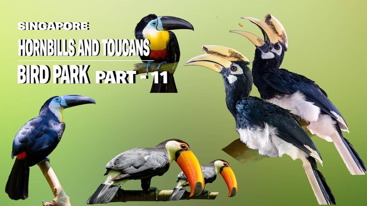 Hornbill and Toucan Variety