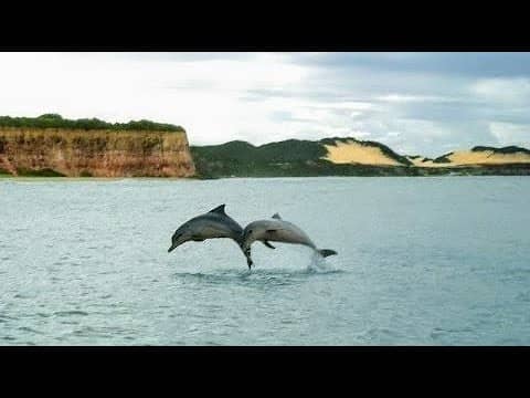Dolphin Watching