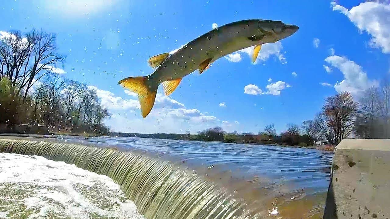 Muskie Dam Jump