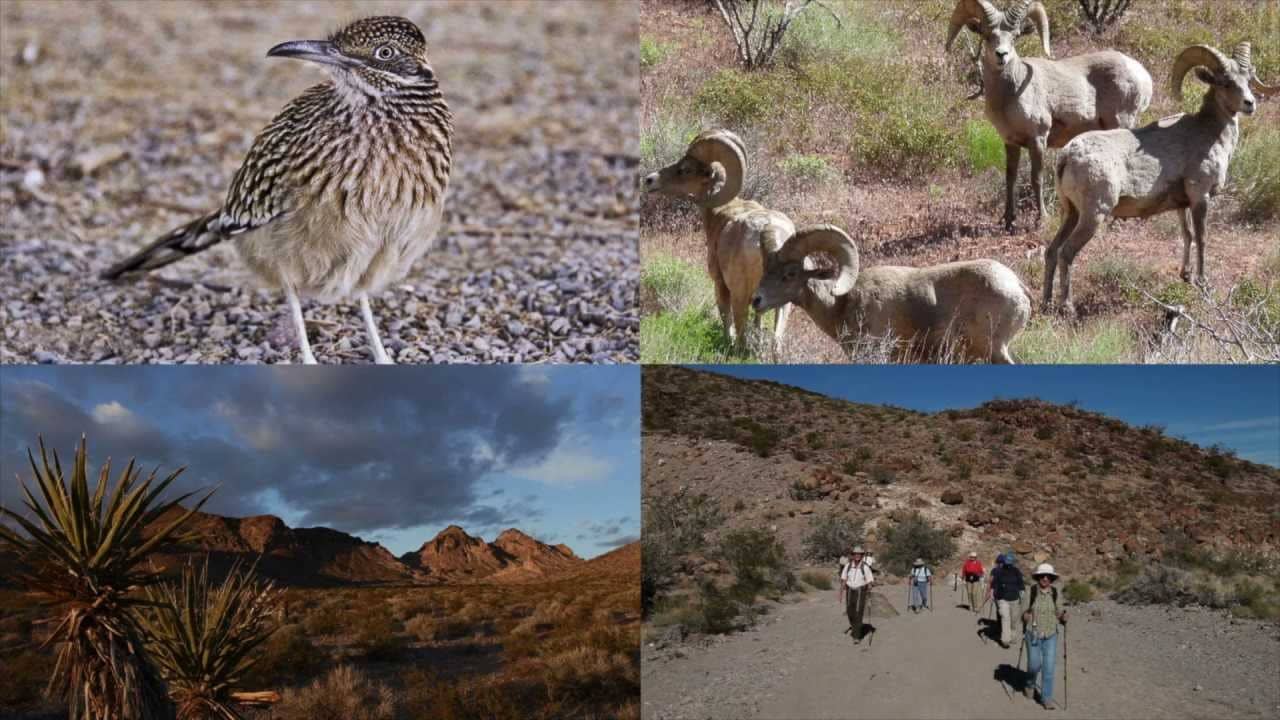 Wildlife Watching Opportunities