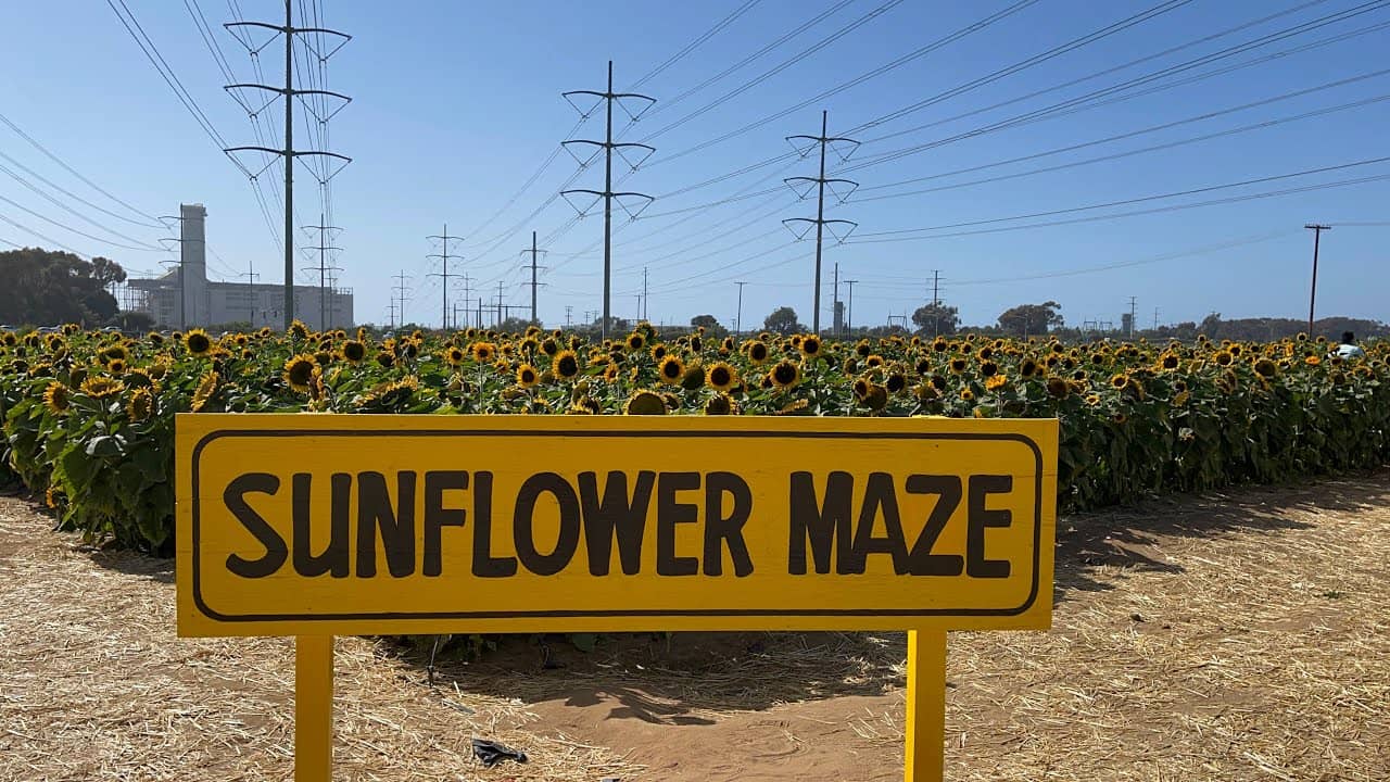 Sunflower & Marigold Mazes