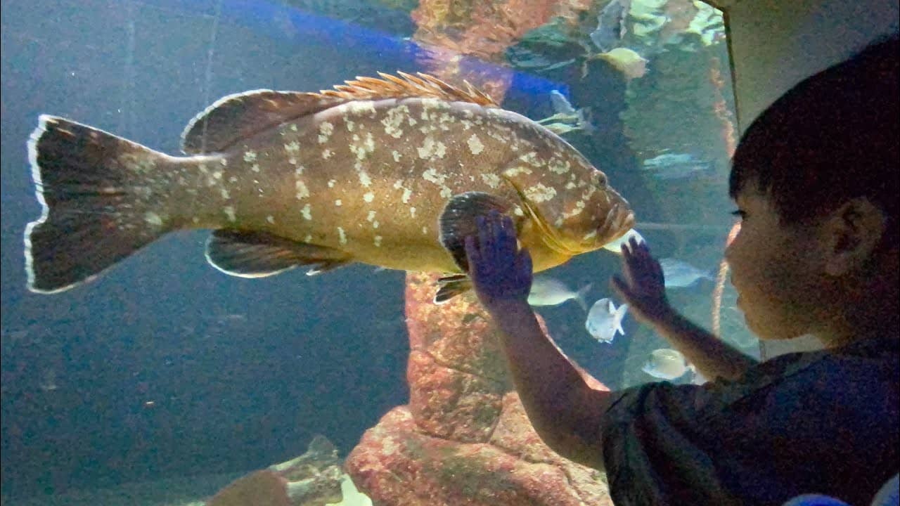 Vibrant Aquarium