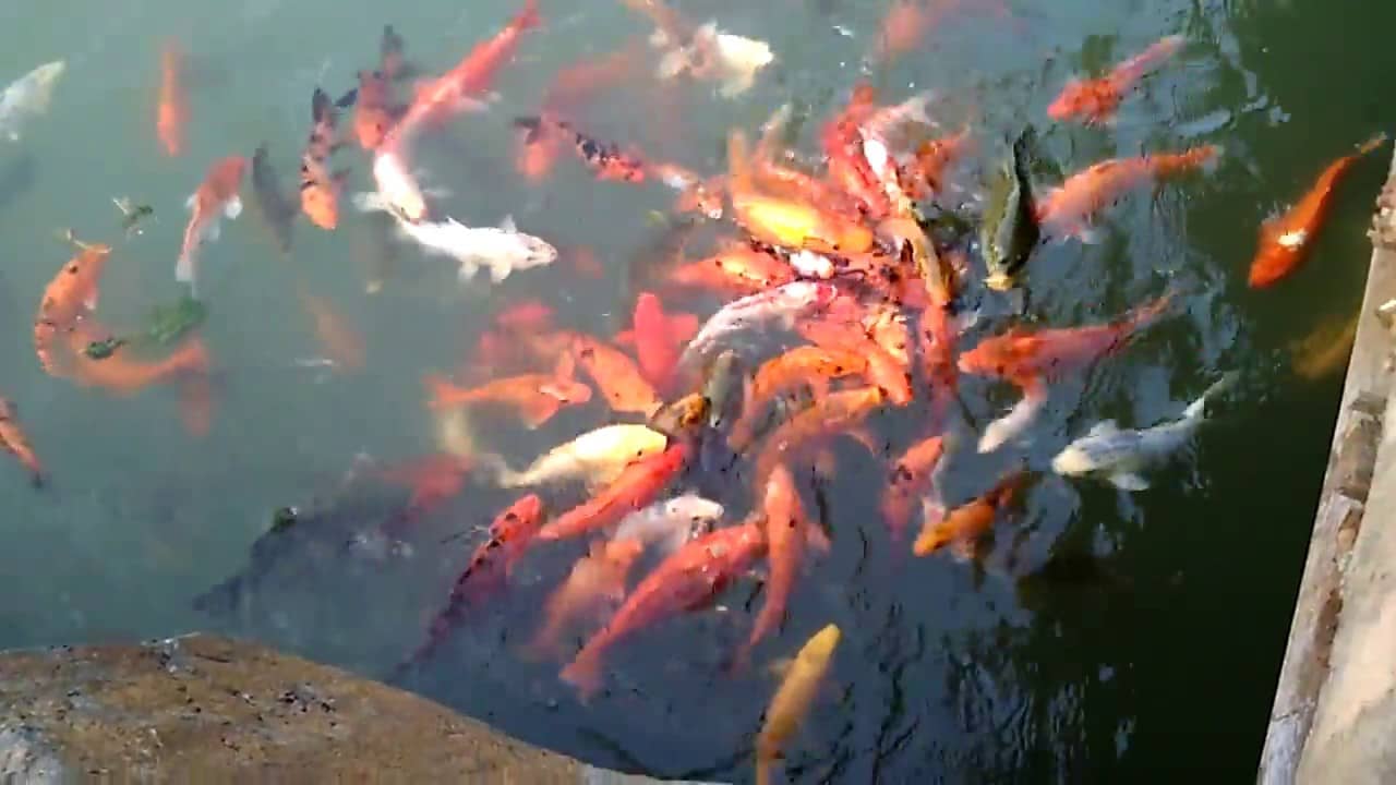 Koi Fish Ponds