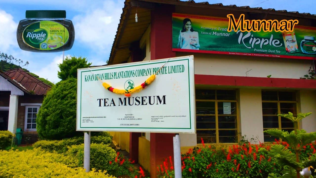 Tea Processing Demonstration