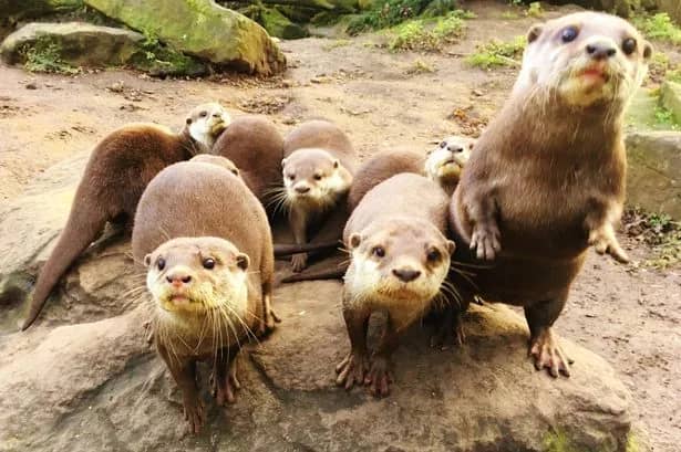 Otter Exhibit