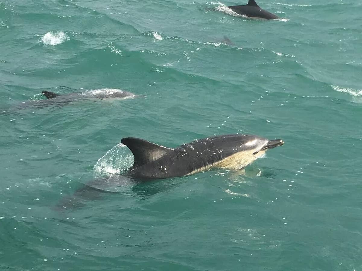 Dolphin Spotting
