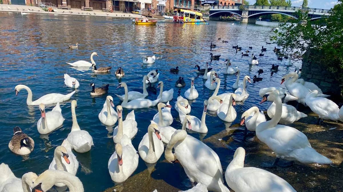 Bird Feeding Fun