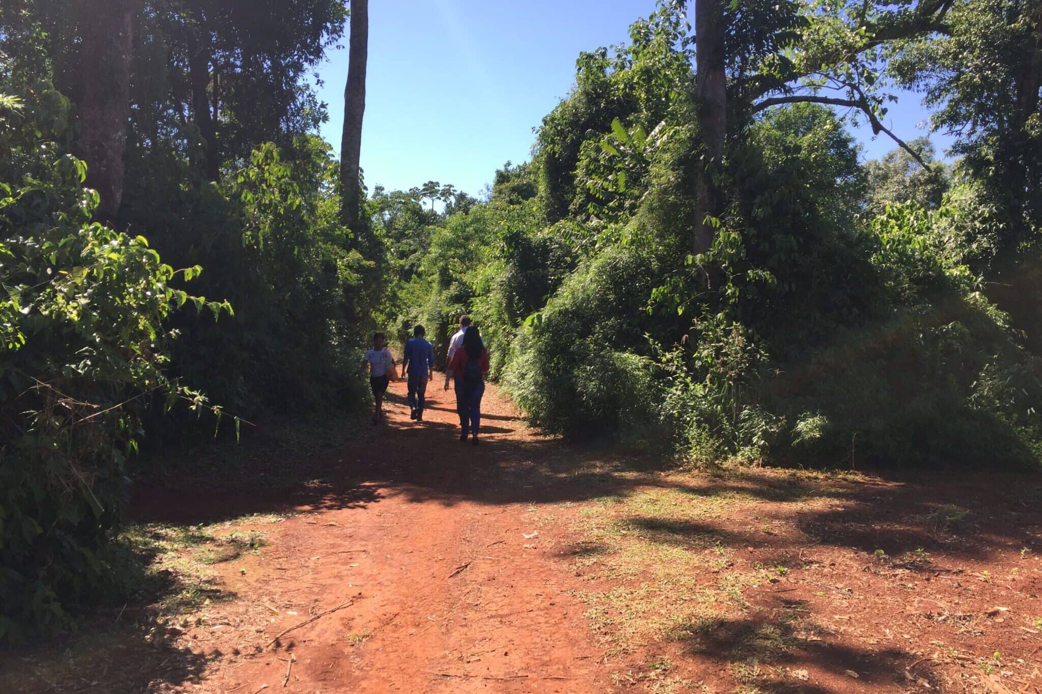 Forest Exploration