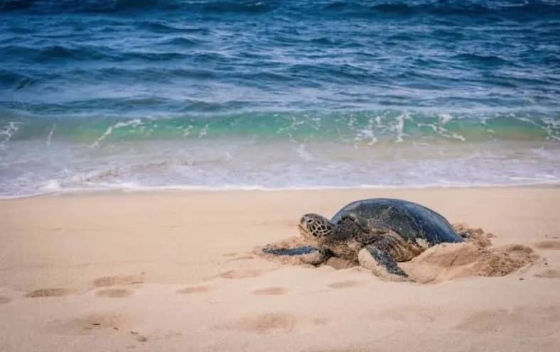 Green Turtle Nesting