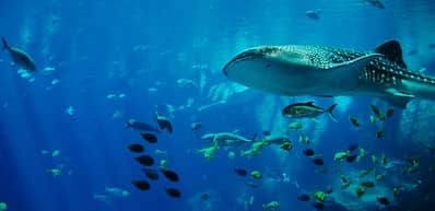 Shark Encounter