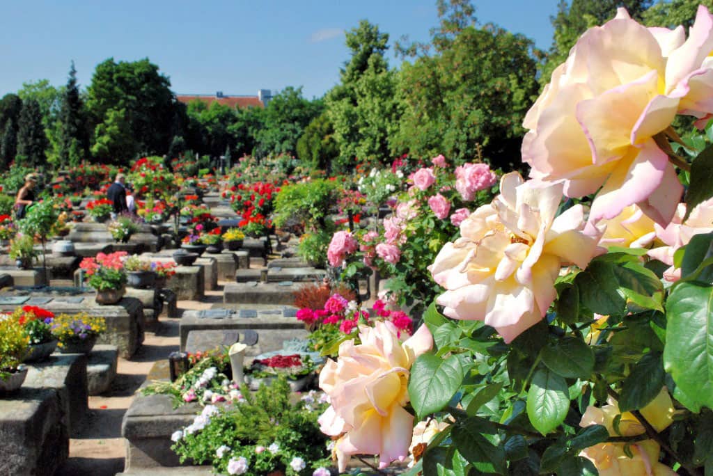 Rose Bushes
