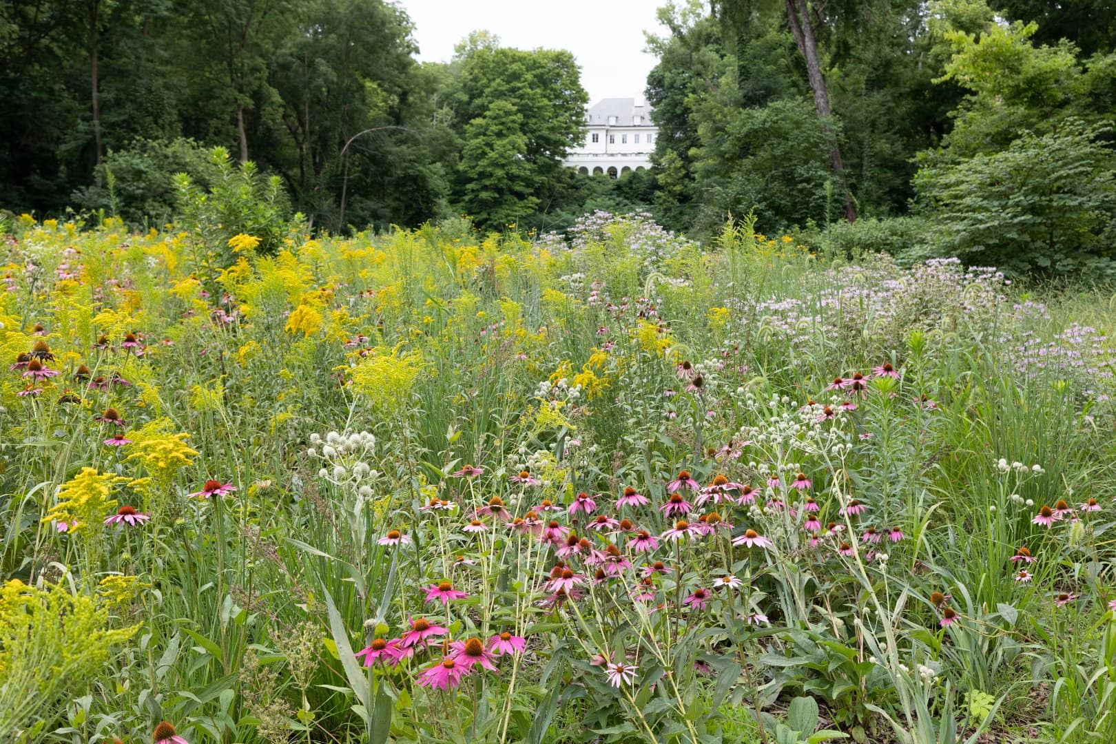 Native Pollinator Meadow