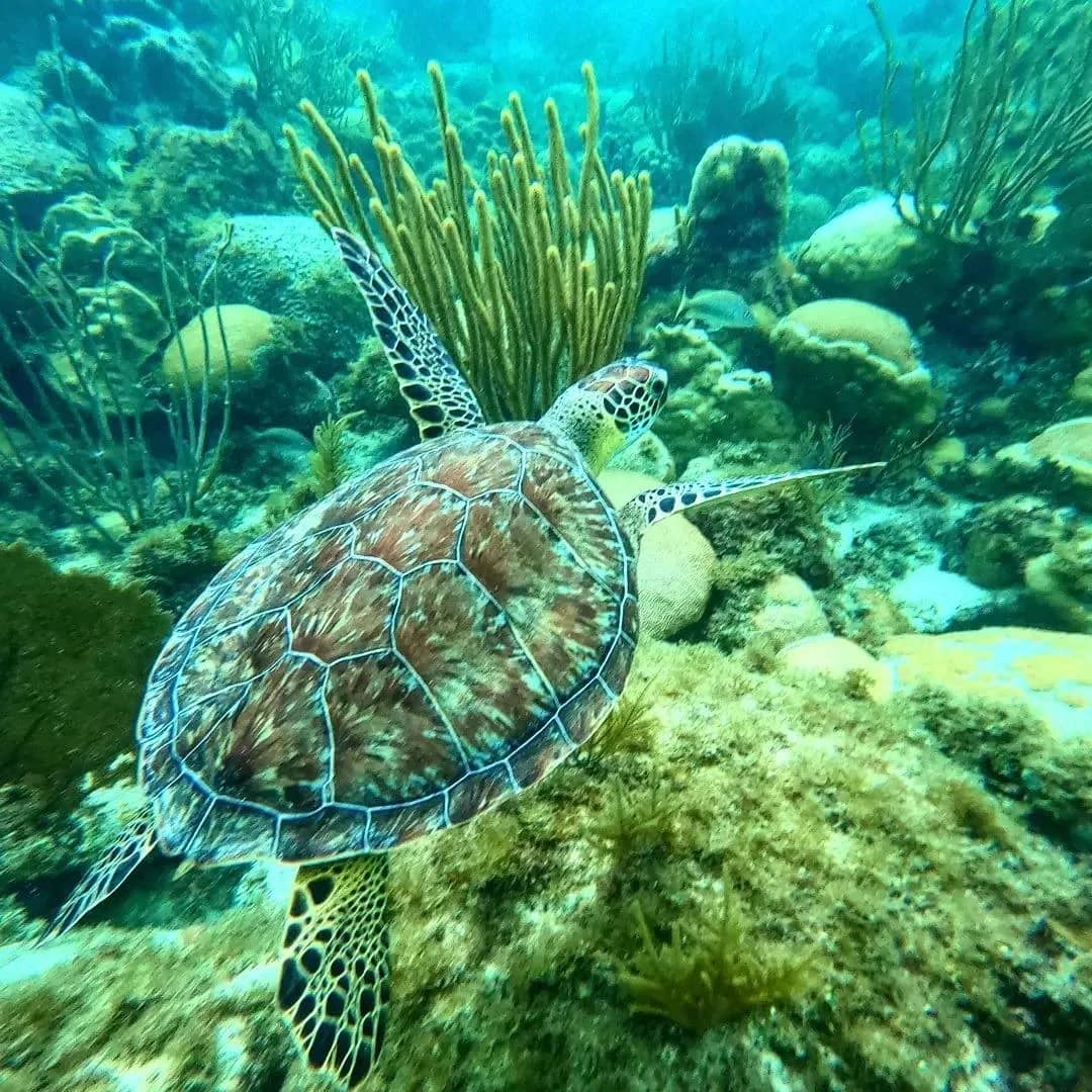 Coral Reefs & Marine Life