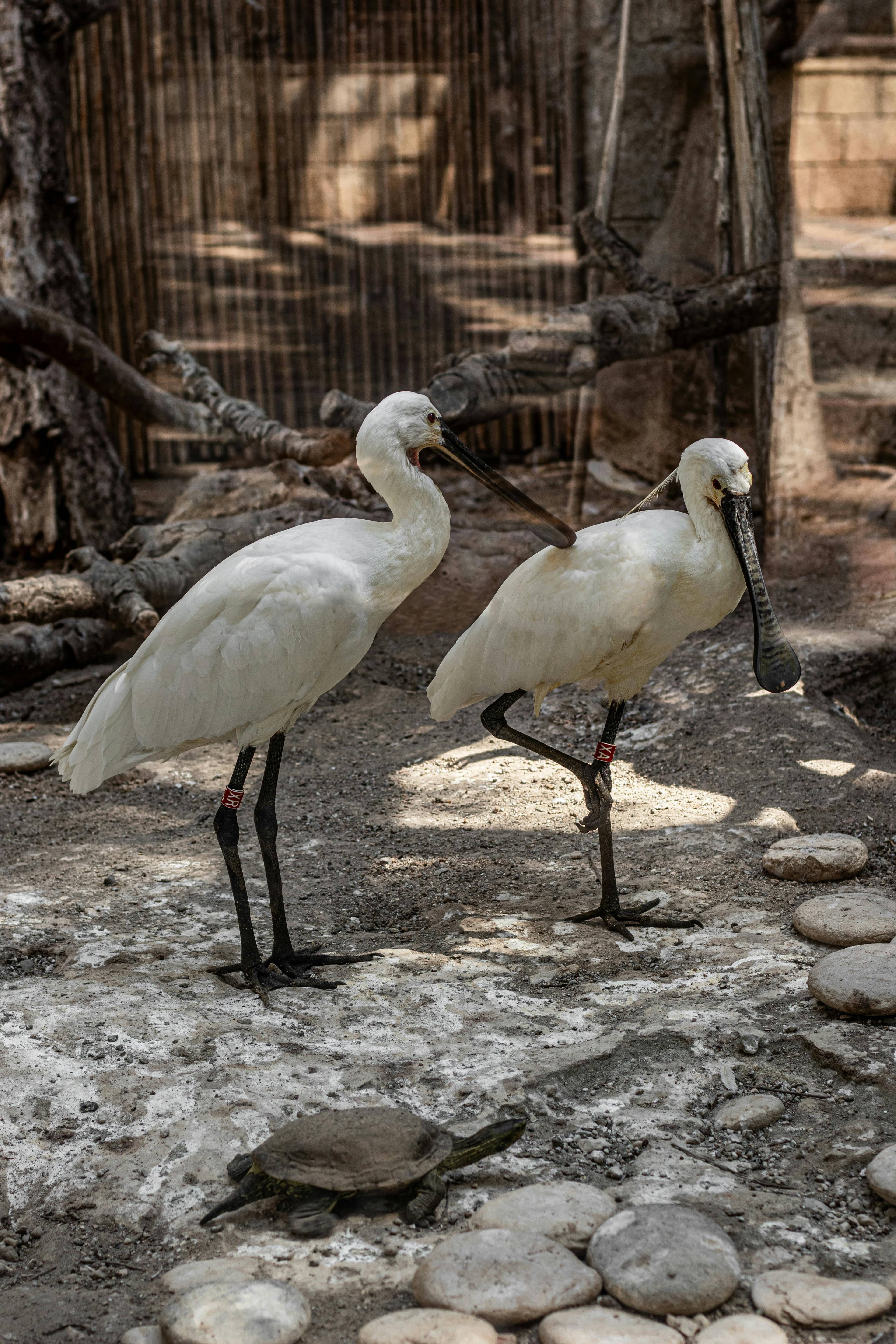 Sea Birds Walk-Through