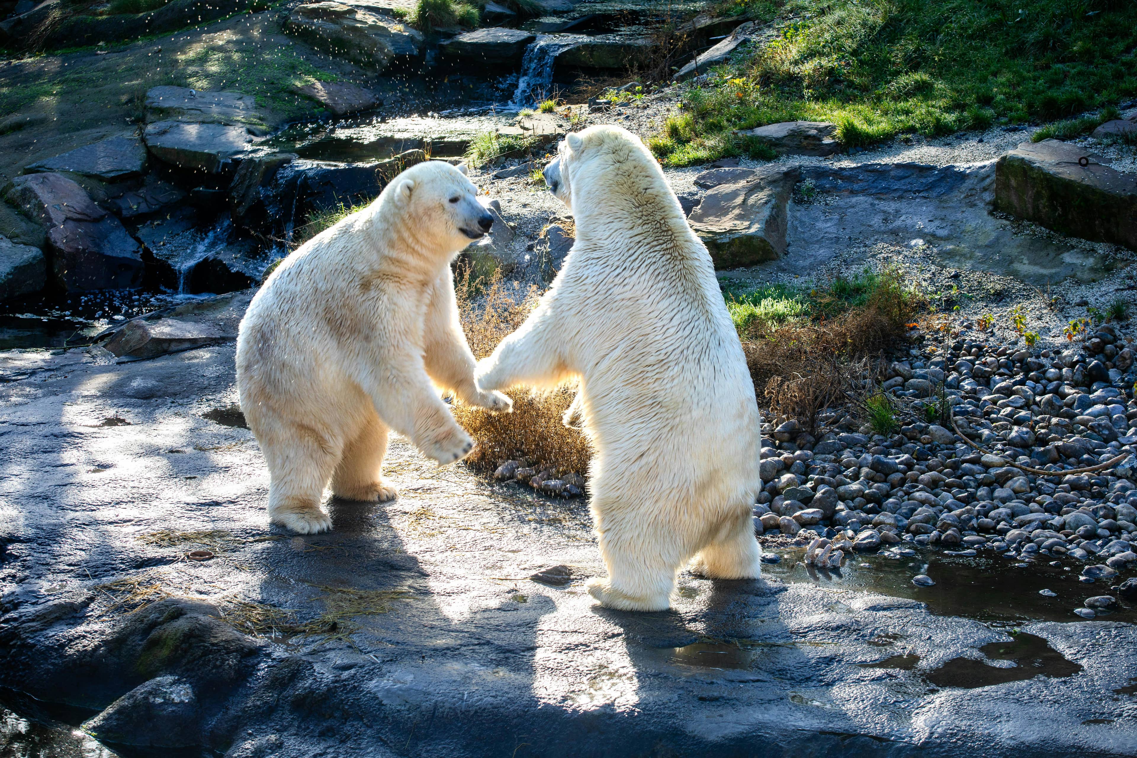 Polar Bears