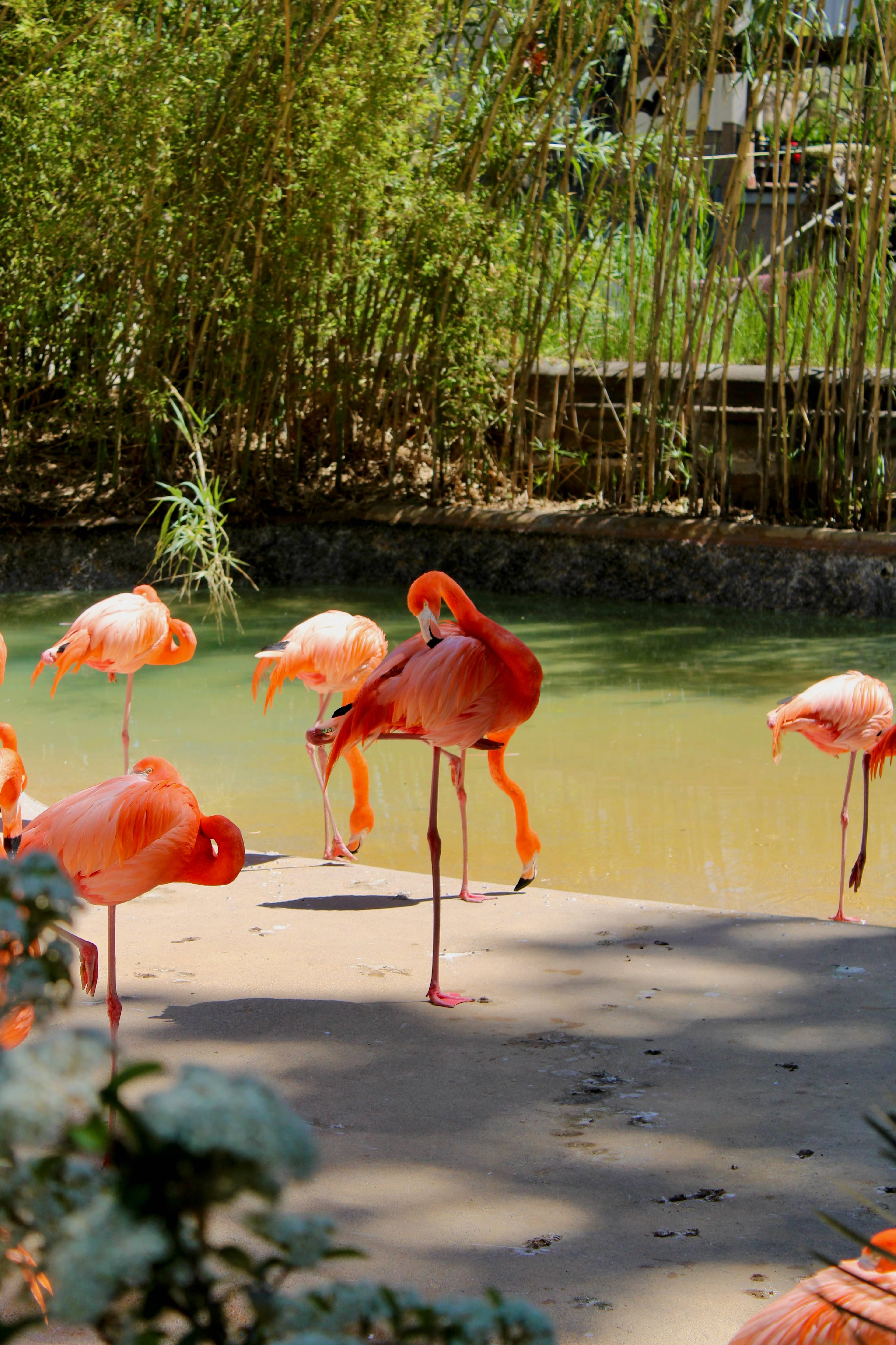 Vibrant Flamingo Flock