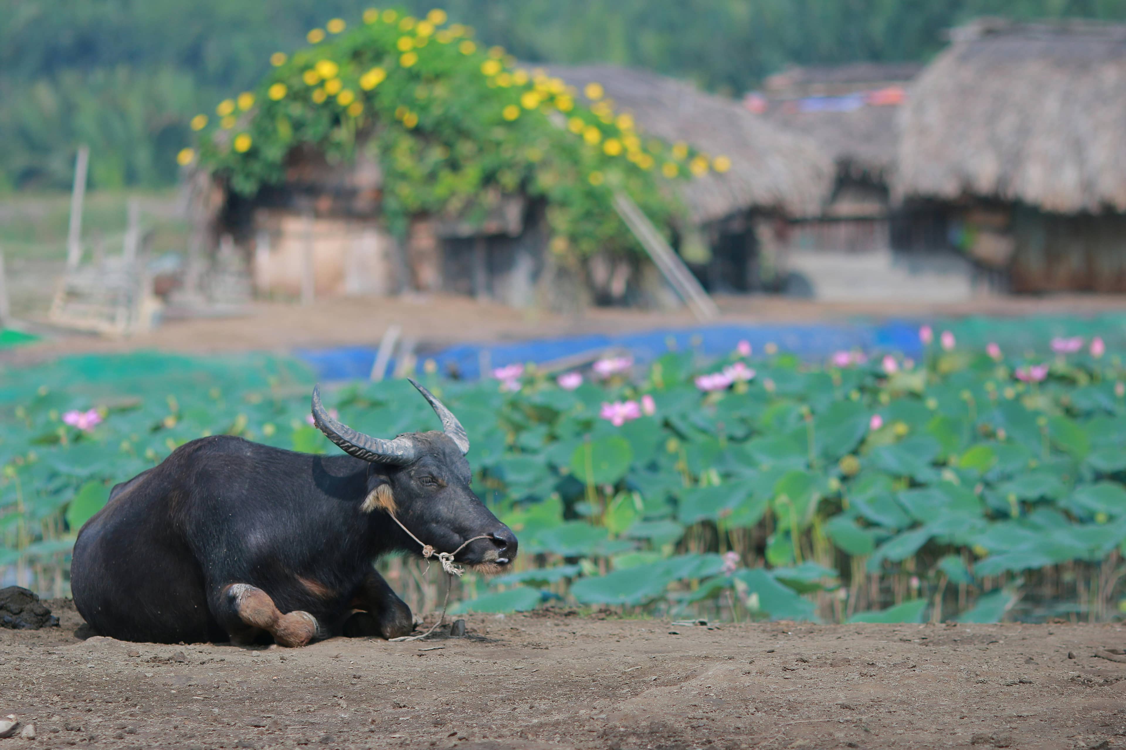 Immersive Farm Experience