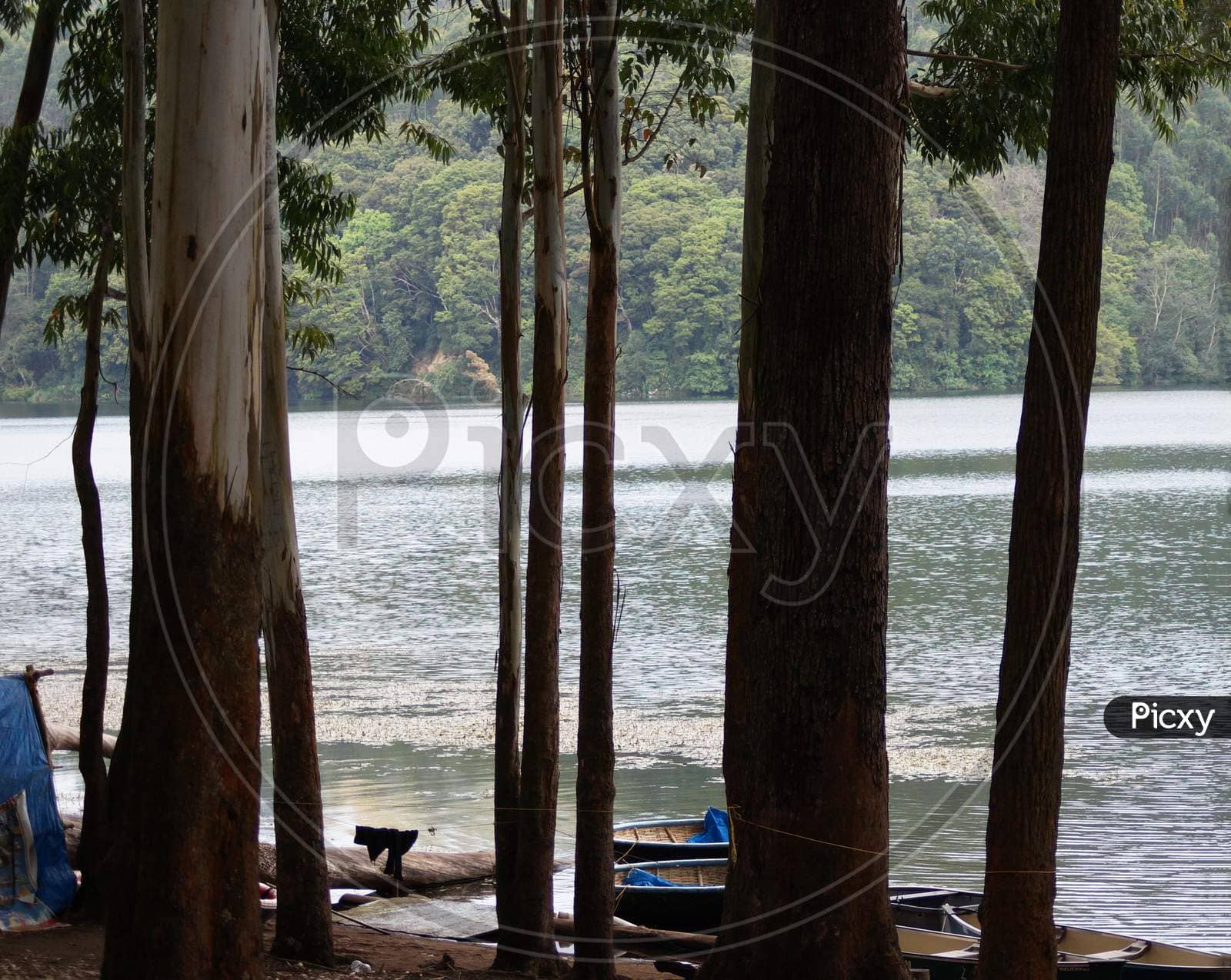 Pine Tree Lined Lake View