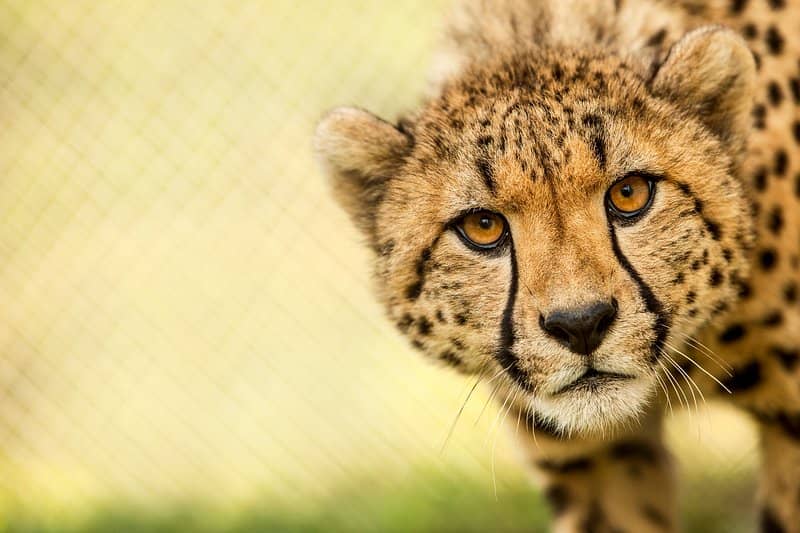 Cheetah Encounter