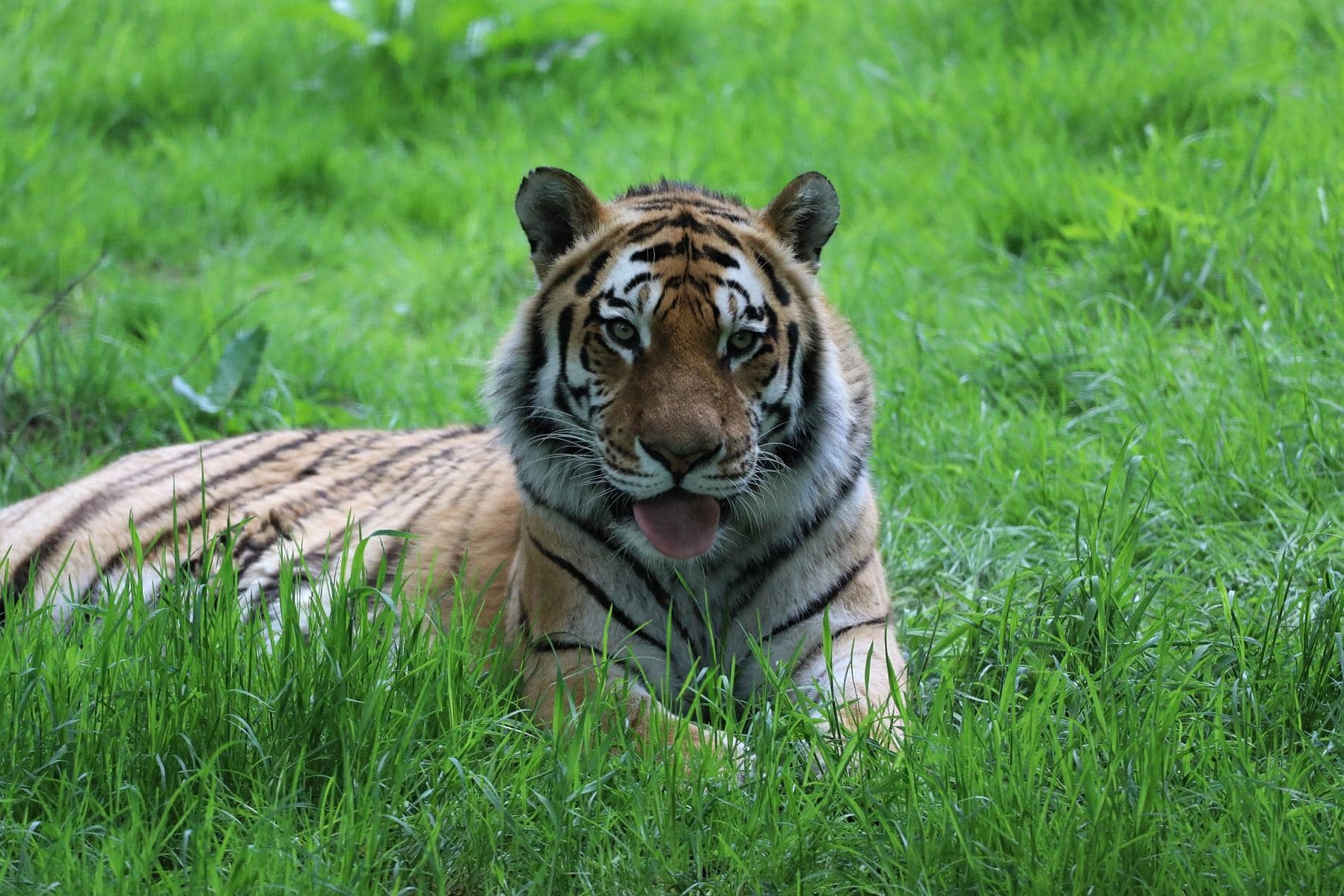 Amur Tigers