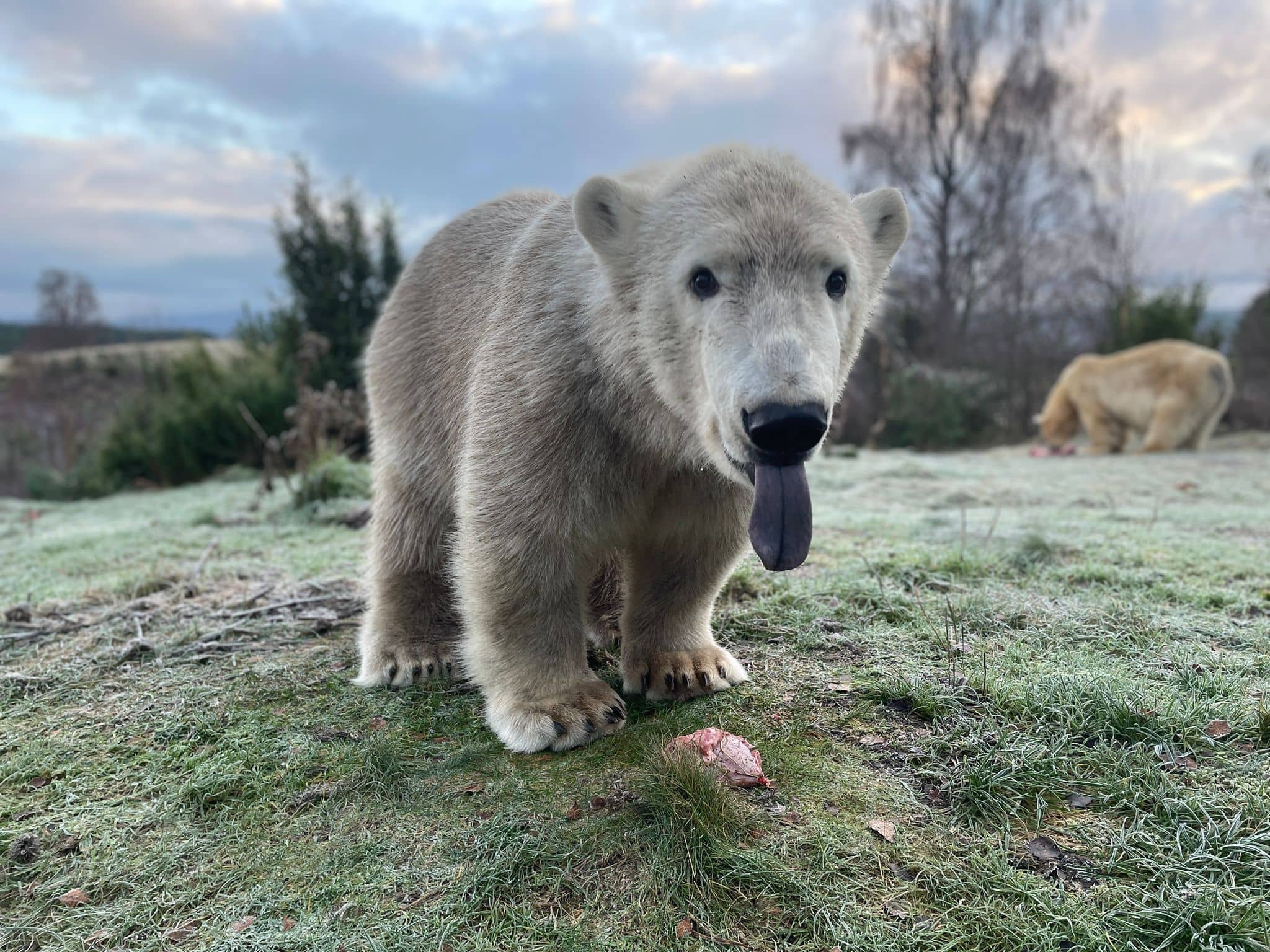 Polar Bears