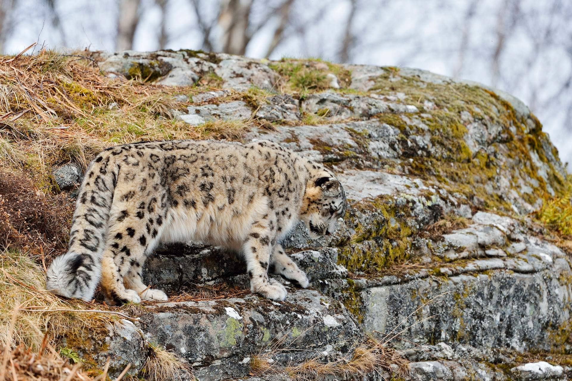 Snow Leopards