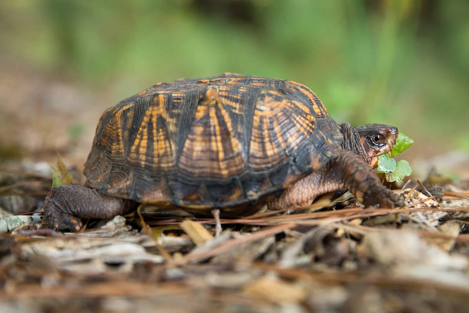 Lake Views & Wildlife