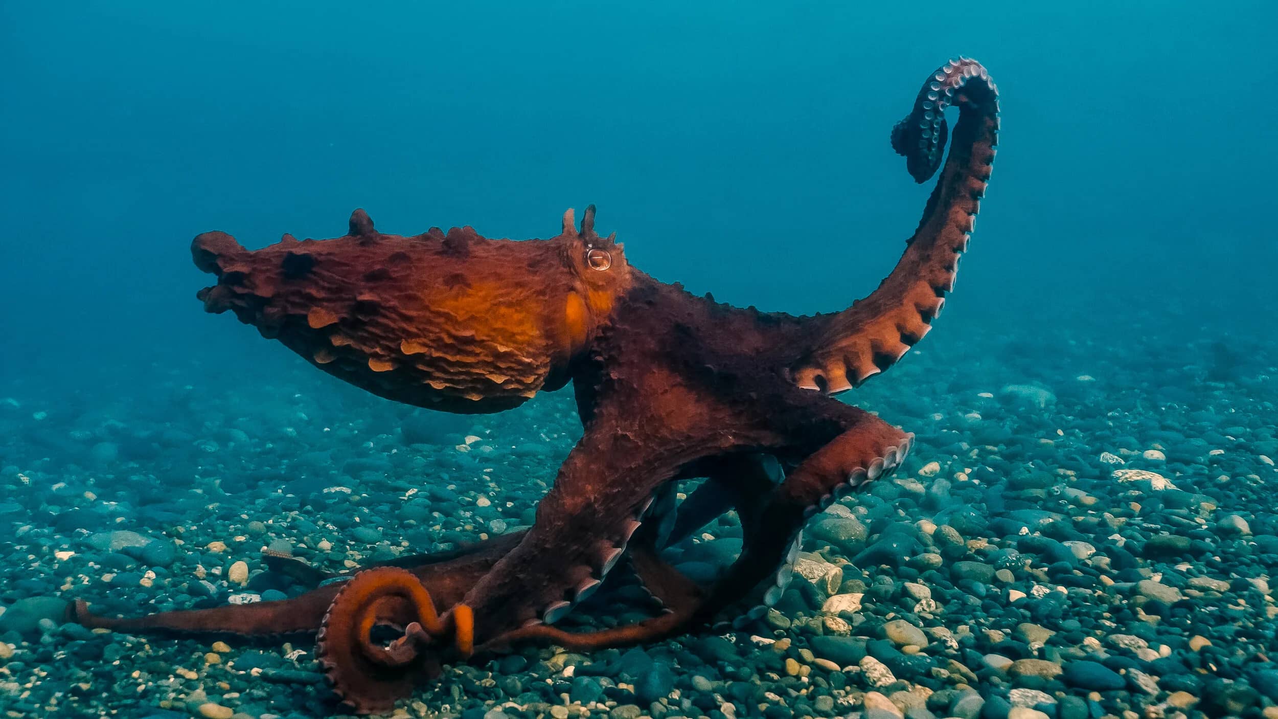 Active Octopus & Wolf Eel