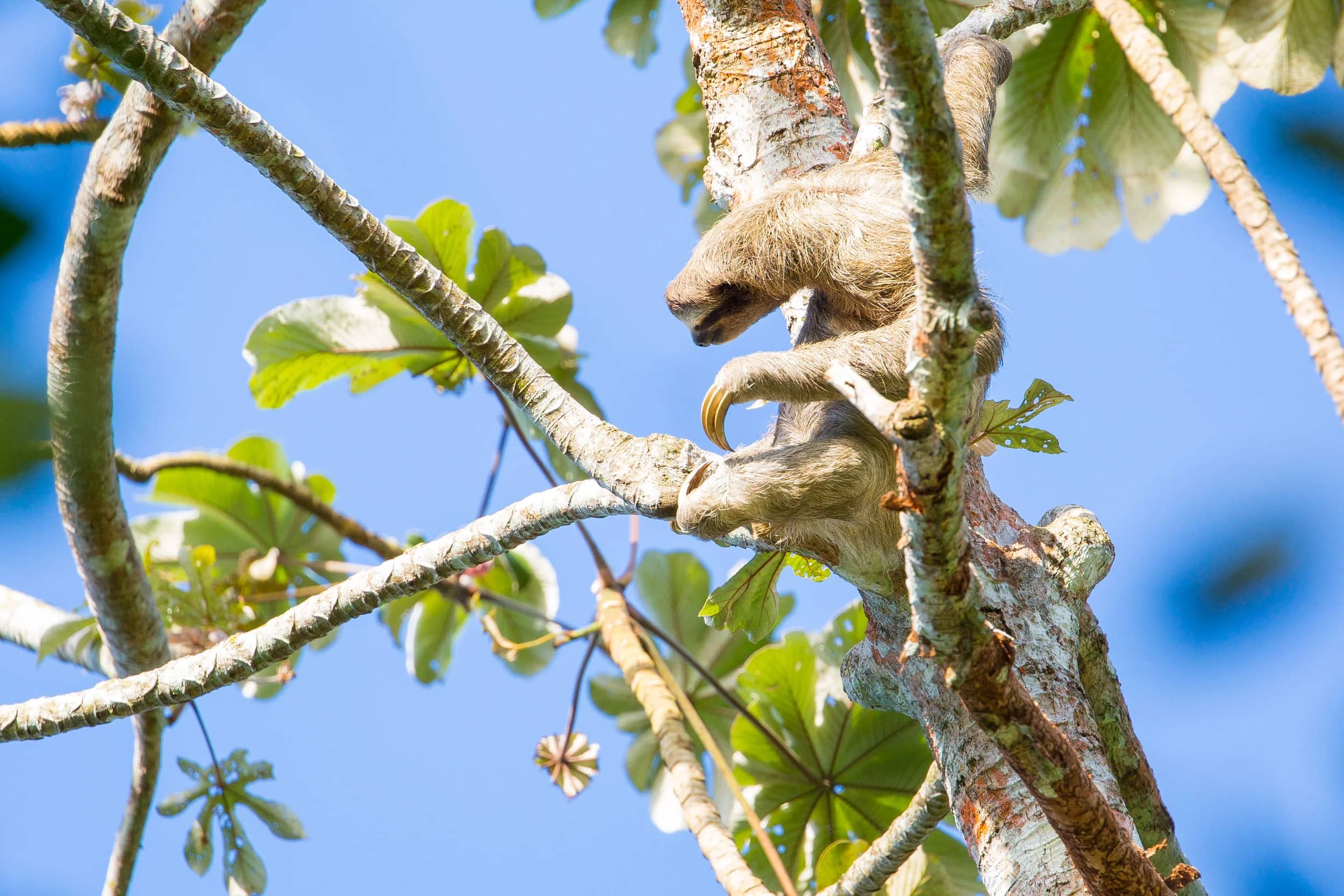 Wildlife Spotting
