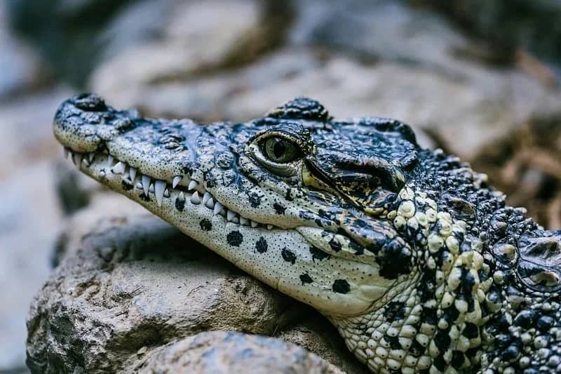 Chilean Wildlife Dioramas