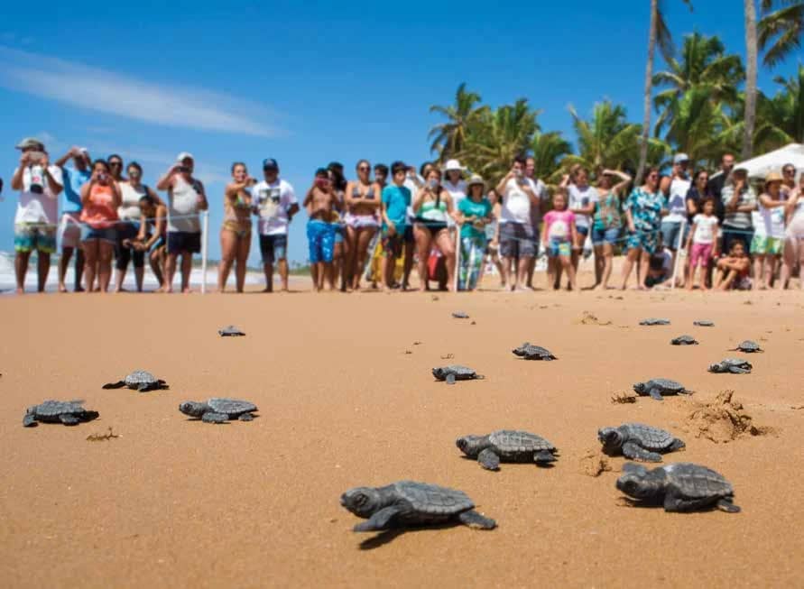Sea Turtle Nesting