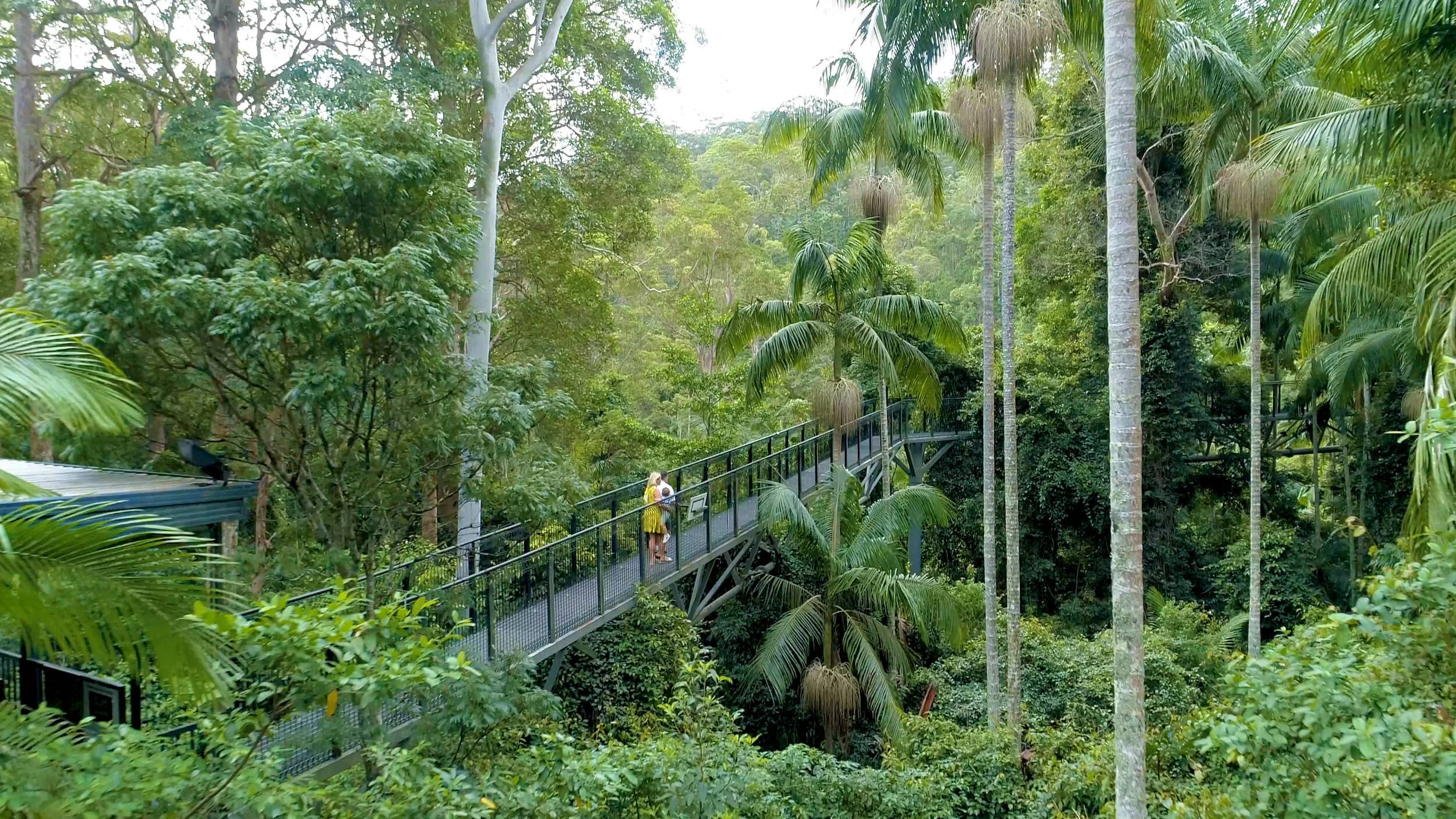Rainforest Floor Trail