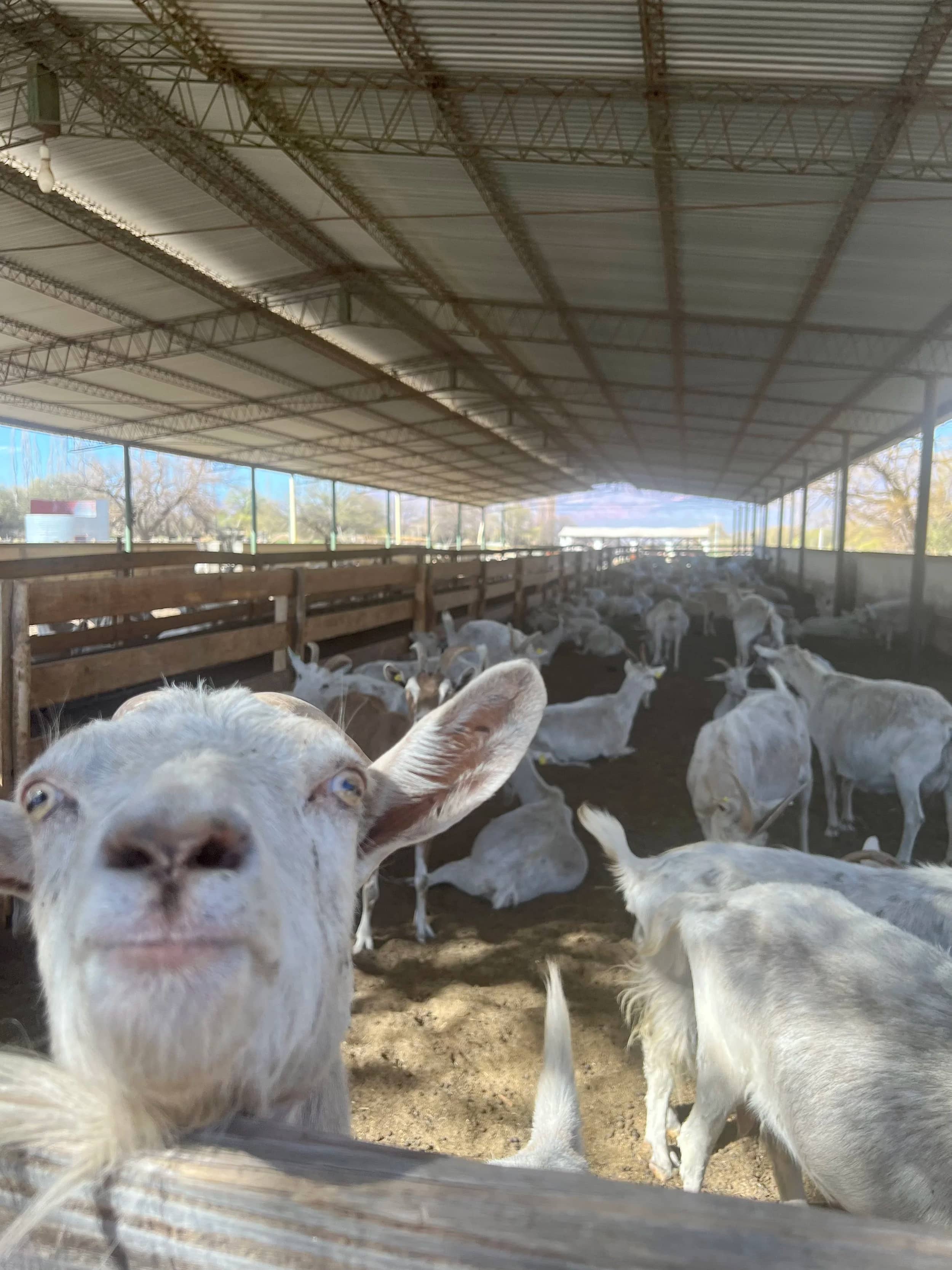 Meet the Goats
