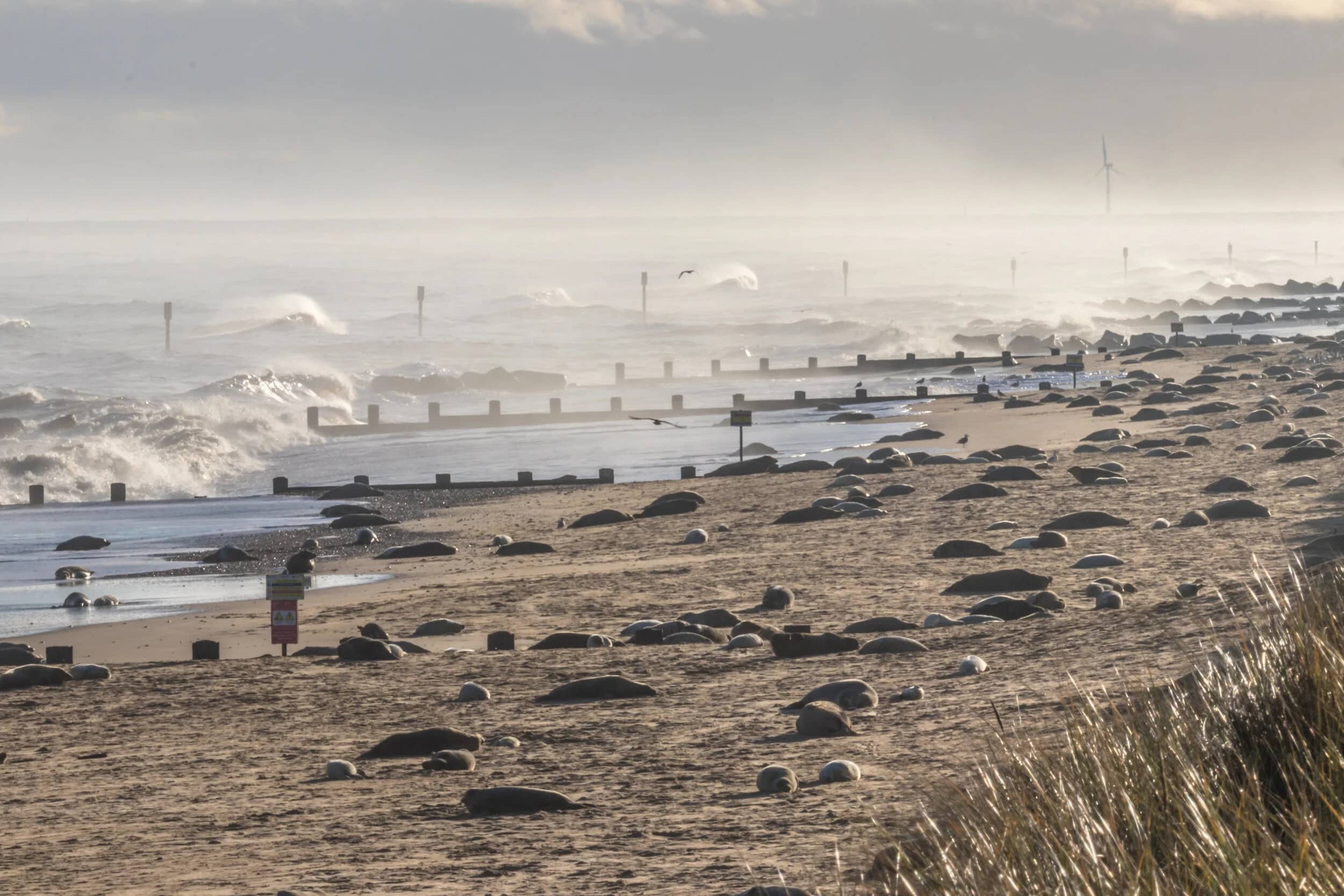 Horsey Beach Seals