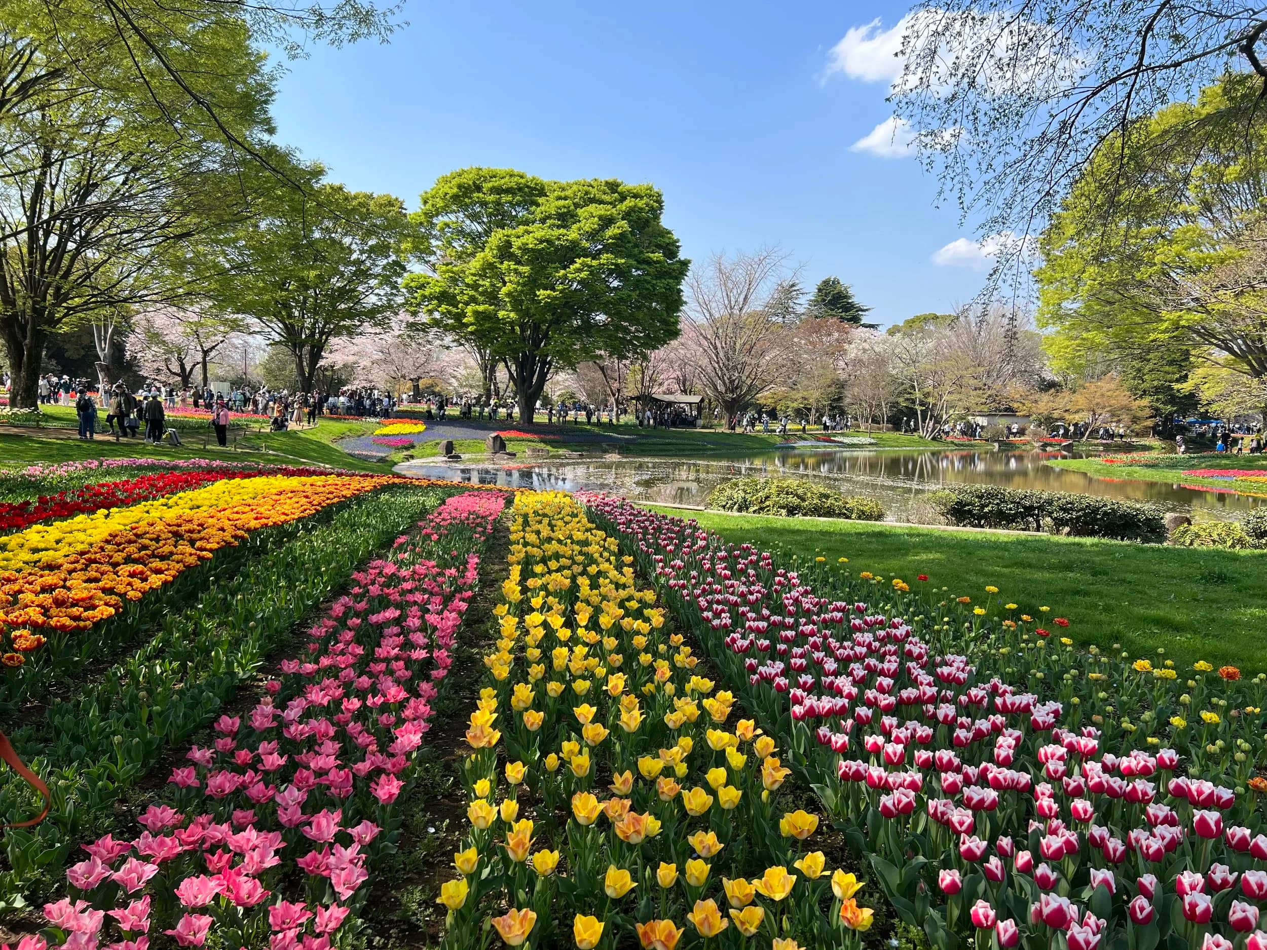 Vibrant Tulip Displays