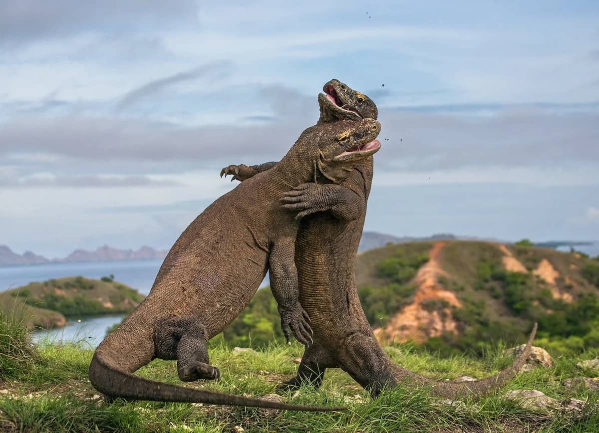 Komodo Island Dragons