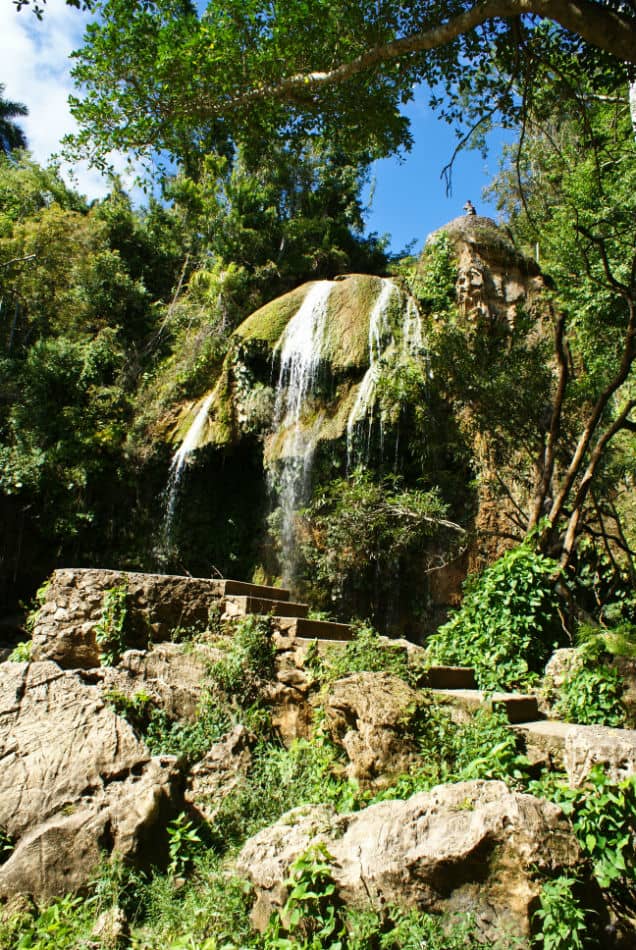 Lush Tropical Forest