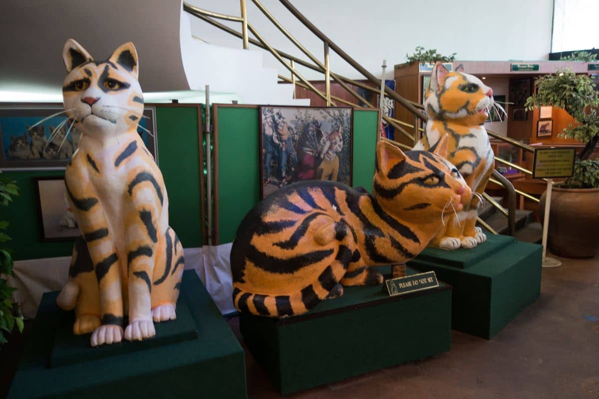 Cat Exhibit