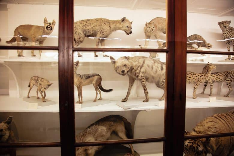 Taxidermy Collection