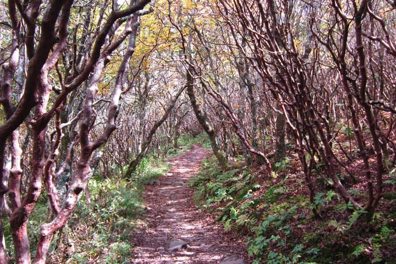 Rhododendron Tunnels