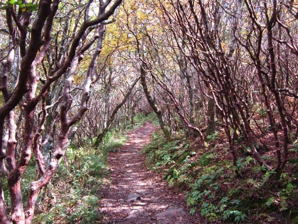 Rhododendron Tunnels