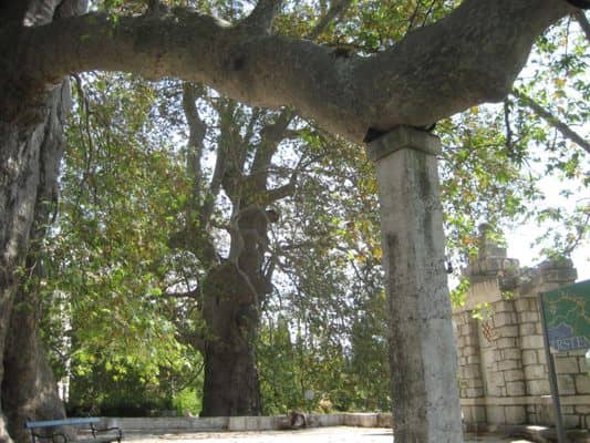 Ancient Olive Trees