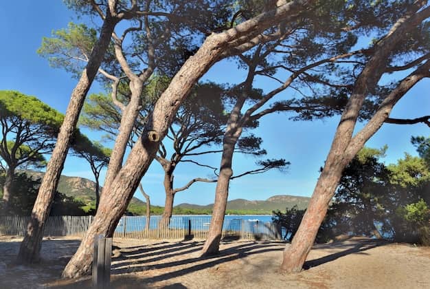 Pine Trees & Natural Shade
